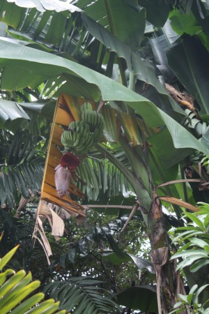 Iemand een banaan?