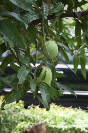 Of mango?